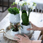 Witte orchidee en succulenten op rieten schaal met krukje